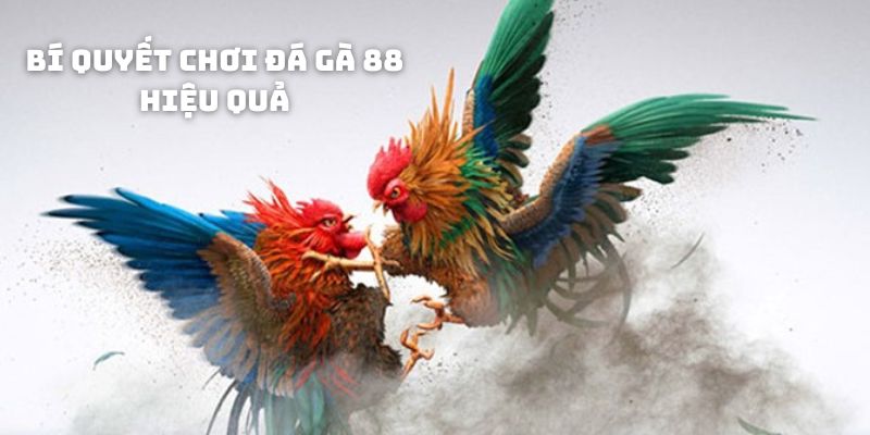 Chia sẻ mẹo cược hay tại sảnh đá gà 88