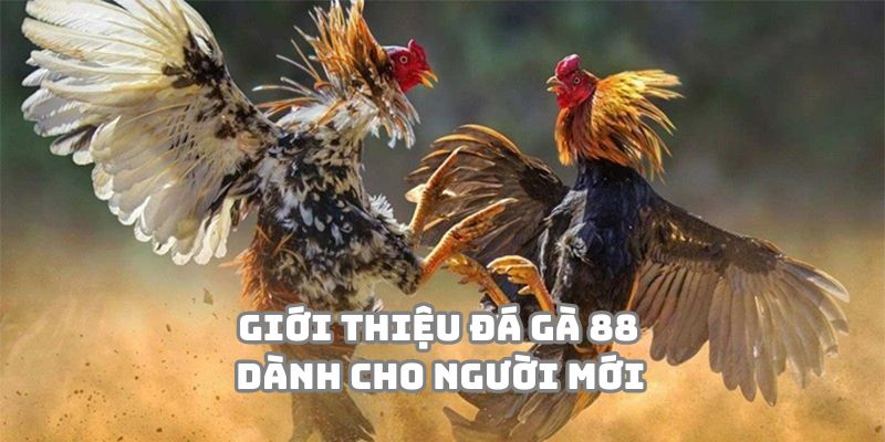 Vài nét về đá gà 88