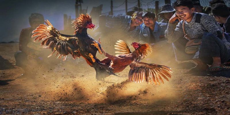 Hình thức so kê mới lạ tại đá gà 88